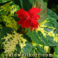 Salvia VanHouttii 'Dancing Flames'